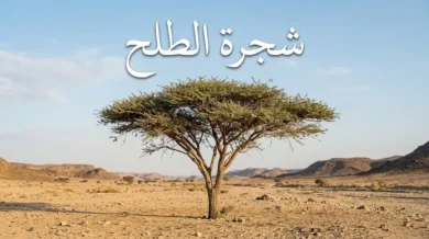 شجرة الطلح الشوكية في واديها الصحراوي الطبيعي بأشعة الشمس الذهبية