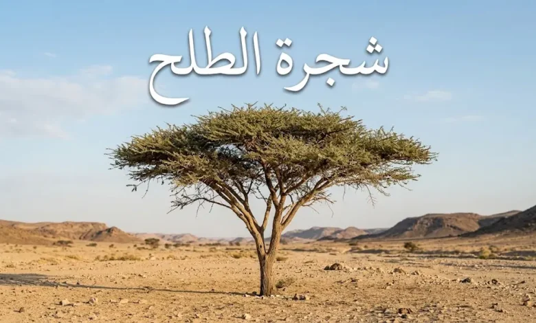 شجرة الطلح الشوكية في واديها الصحراوي الطبيعي بأشعة الشمس الذهبية
