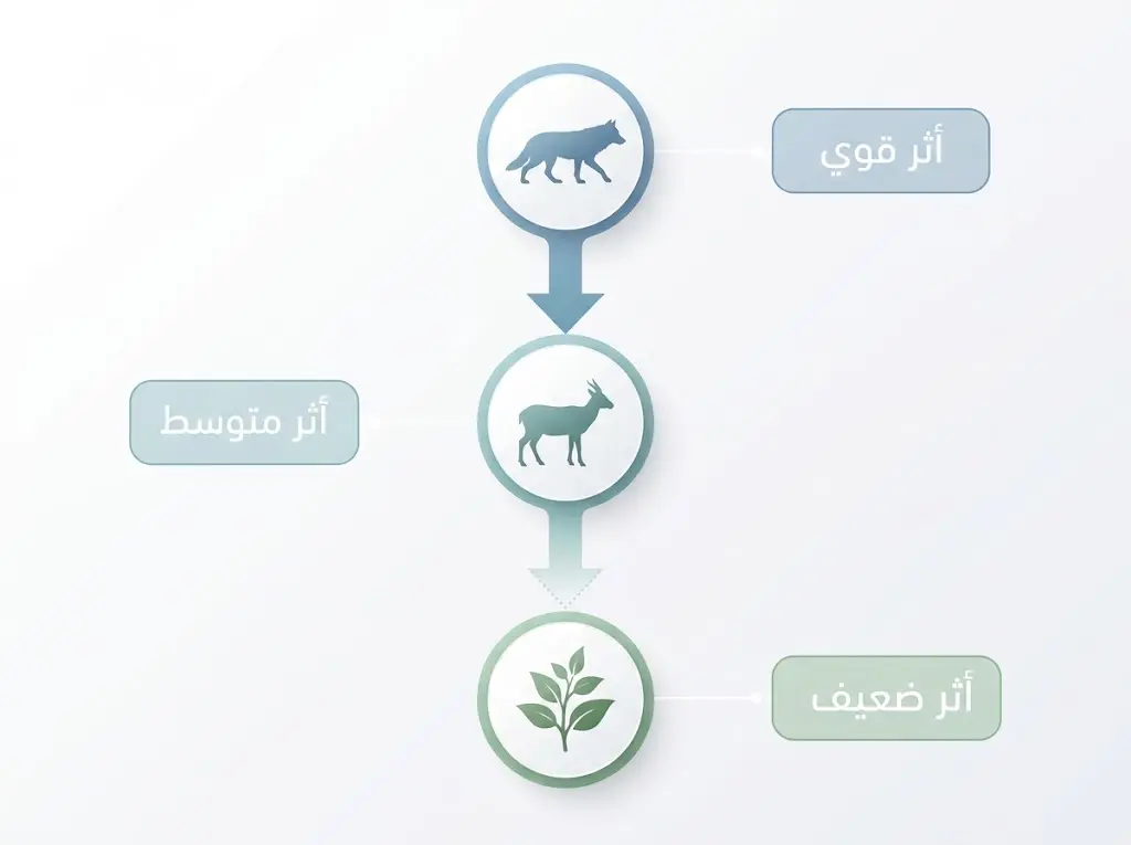 رسم تخطيطي يوضح تخافت شدة الأثر كلما انتقل من المفترس إلى العاشب فالنبات