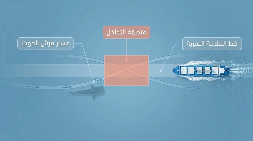 رسم يوضح تداخل مسار قرش الحوت مع خطوط الملاحة البحرية