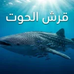 قرش الحوت أكبر سمكة في العالم يسبح قرب سطح المحيط