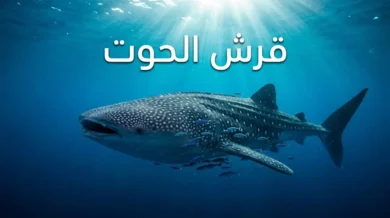 قرش الحوت أكبر سمكة في العالم يسبح قرب سطح المحيط