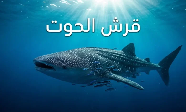 قرش الحوت أكبر سمكة في العالم يسبح قرب سطح المحيط
